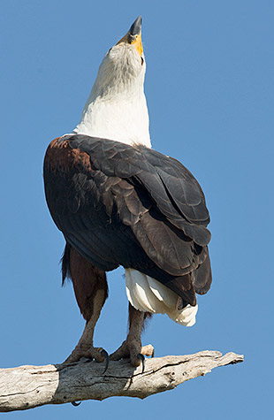 African Fish Eagle calling